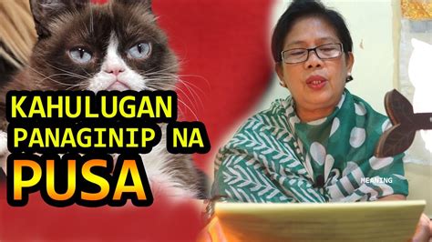 panaginip na pusa